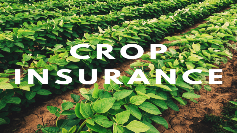 How to Choose the Right Crop Insurance Agency for Your Farm in 2026
